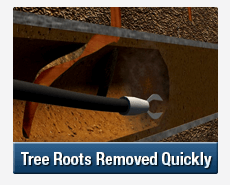 Tree Root Intrusions Berowra Waters